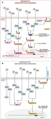 Molecular regulation of prostate cancer by Galectin-3 and estrogen receptor